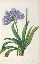 Agapanthus umbrellatus, Pierre Redouten teoksesta "Les Liliacees", 8 nidettä, julkaistu 1805-16,